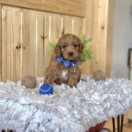F1B Meet Sully :) - Red male Cavapoo puppy in Centerville, Iowa from Barnyard Dachshunds, Dals & Doodles