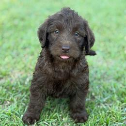 Harper - Chocolate female Labradoodle puppy in Georgetown, South Carolina from Muddy Bay Kennels