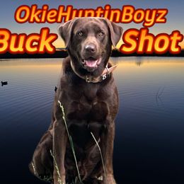 Buck - Labrador Retriever