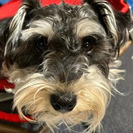Miniature Schnauzer puppies from Miniature Schnauzers of Delmarva