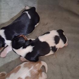 Easy - Tri-color male Cavalier King Charles Spaniel puppy in West Plains, Missouri from God's Designs Cavaliers