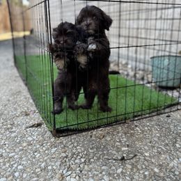 Havanese Puppies from Havanese on the Hill