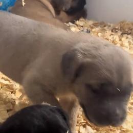 Black Collar - Gray and fawn female Cane Corso puppy in Chesapeake, Virginia from 948 Cane Corso