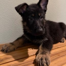 Ghost - Blue Collar - Bi-color male German Shepherd puppy in Davenport, Florida from Pray Love Shepherd Kennels