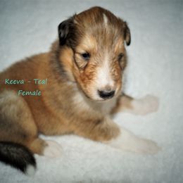 Collie Puppies from Liberty Collies