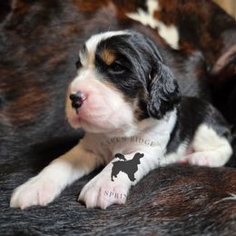 Sesame - Black white and tan female English Springer Spaniel puppy in Pierz, Minnesota from Raven Ridge Springers