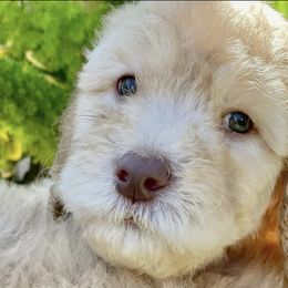 Goldendoodles from LA’s Favorite Puppies