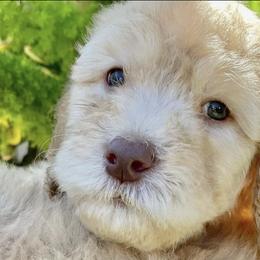 Goldendoodles from LA’s Favorite Puppies