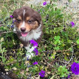 Pistol Pete - Red tri-color male Australian Shepherd puppy in Takilma, Oregon from Little Elder Creek Australian Shepherds