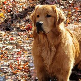 Golden Retrievers from Great Golden Breeding