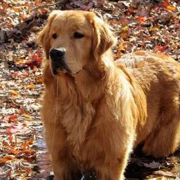 Golden Retrievers from Great Golden Breeding