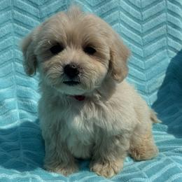 Baby red - Cream male Maltipoo puppy in Berea, Kentucky from Blair’s Furry Friends