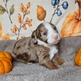 Autumn - Brown and white female Sheepadoodle puppy in Austin, Texas from Darling Doodles