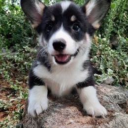 Pembroke Welsh Corgi Puppies from Iron Moss Ranch