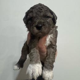 Jack - Merle male Goldendoodle puppy in Etna, California from SRS Goldendoodles