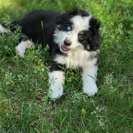 Miniature Australian Shepherd Puppies from Broken T Australian Shepherds