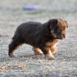 Biscuit - Red tri male Miniature Australian Shepherd puppy in Wichita Falls, Texas from Shooting Stars Ranch Toy and Mini Aussies