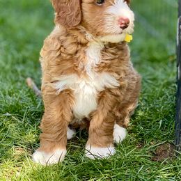 Australian Labradoodle Puppies from Cascade Canyon Labradoodles