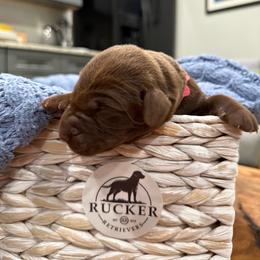 Pink collar female - Chocolate female Labrador Retriever puppy in Gainesville, Georgia from Rucker Retrievers