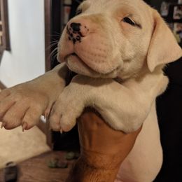 Dogo Argentino Puppies from De la Fuerza de Dios