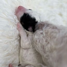 Dante - Tri-color male Bernedoodle puppy in Valrico, Florida from Shadow Kennels
