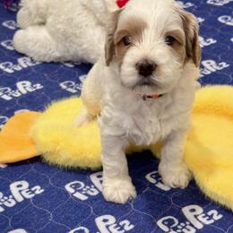 Orange Boy - Parchment male Australian Labradoodle puppy in Bend, Oregon from High Desert Labradoodles