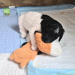Cannolli moyen poodle pup - Parti female Poodle puppy in Milford, Michigan from Cuddley-Poods Moyen poodles