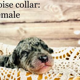 Bernedoodle and Poodle Puppies from Florida Prancy Paws