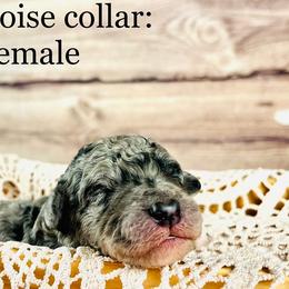 Bernedoodle and Poodle Puppies from Florida Prancy Paws