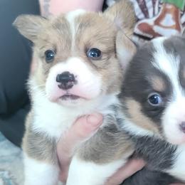 Pembroke Welsh Corgis from Jenny May’s Corgis