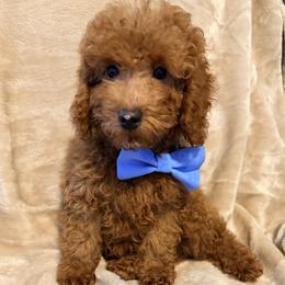 Gus - Red  male Poodle puppy in Queens, New York from Pawfect Soul Puppies