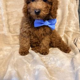 Gus - Red  male Poodle puppy in Queens, New York from Pawfect Soul Puppies