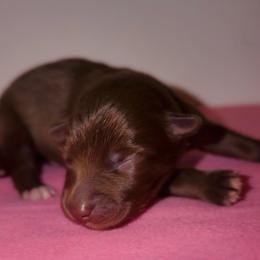 Caramel - Red male Australian Shepherd puppy in Windsor, New York from Double B Aussies