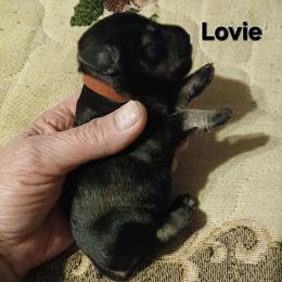 Lovie - Salt and pepper female Miniature Schnauzer puppy in Midland, Texas from Shebbies Puppy Palace