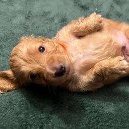Atreyu - Cream male Dachshund puppy in Arp, Texas from Barksalot Dachshunds