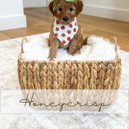 Honeycrisp - Red  female Goldendoodle puppy in Bell Buckle, Tennessee from Precious Puptown Doodles