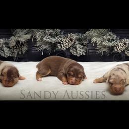 Australian Shepherd and Pomeranian Puppies from Sandy Aussie's