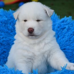 Nimbus - White male Siberian Husky puppy in Miami, Florida from Blue Moon Huskies