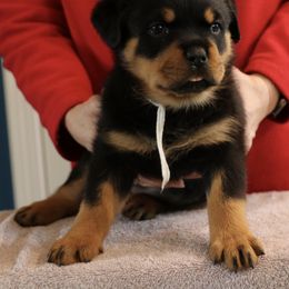 Rottweiler Puppies from Flusstal Rottweilers