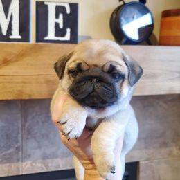Pug Puppies from Colossal Pugs