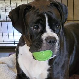 Boxers from Brooklyn's Boxer's