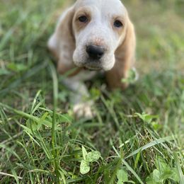 SOLD - Lemon and white Basset Hound puppy in New York from Lil Family Farm