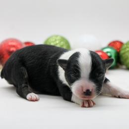 Black Tri Male 1 - Black tri male Miniature American Shepherd puppy in Childress, Texas from Taylor Farms