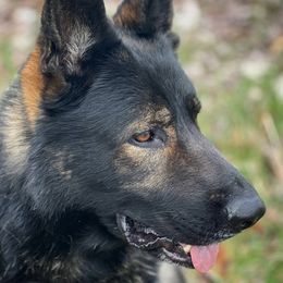Xander - German Shepherd