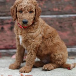 Stormy - Red collar - Red  male Goldendoodle puppy in Puyallup, Washington from Dawnie’s Doodles
