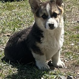 Teddy - Pembroke Welsh Corgi