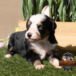 Poppy - Black tri female Toy Australian Shepherd puppy in Granbury, Texas from Best Little Aussies