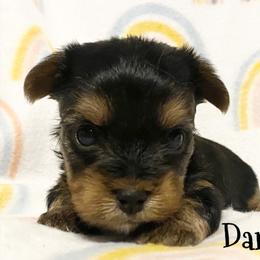 Biewer Terrier and Yorkshire Terrier Puppies from [580] Biewers and Yorkies