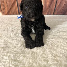 Thunder - Black male Goldendoodle puppy in Luana, Iowa from Country View Bernedoodles and Goldendoodles