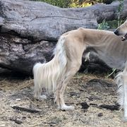 Sadeek - Saluki